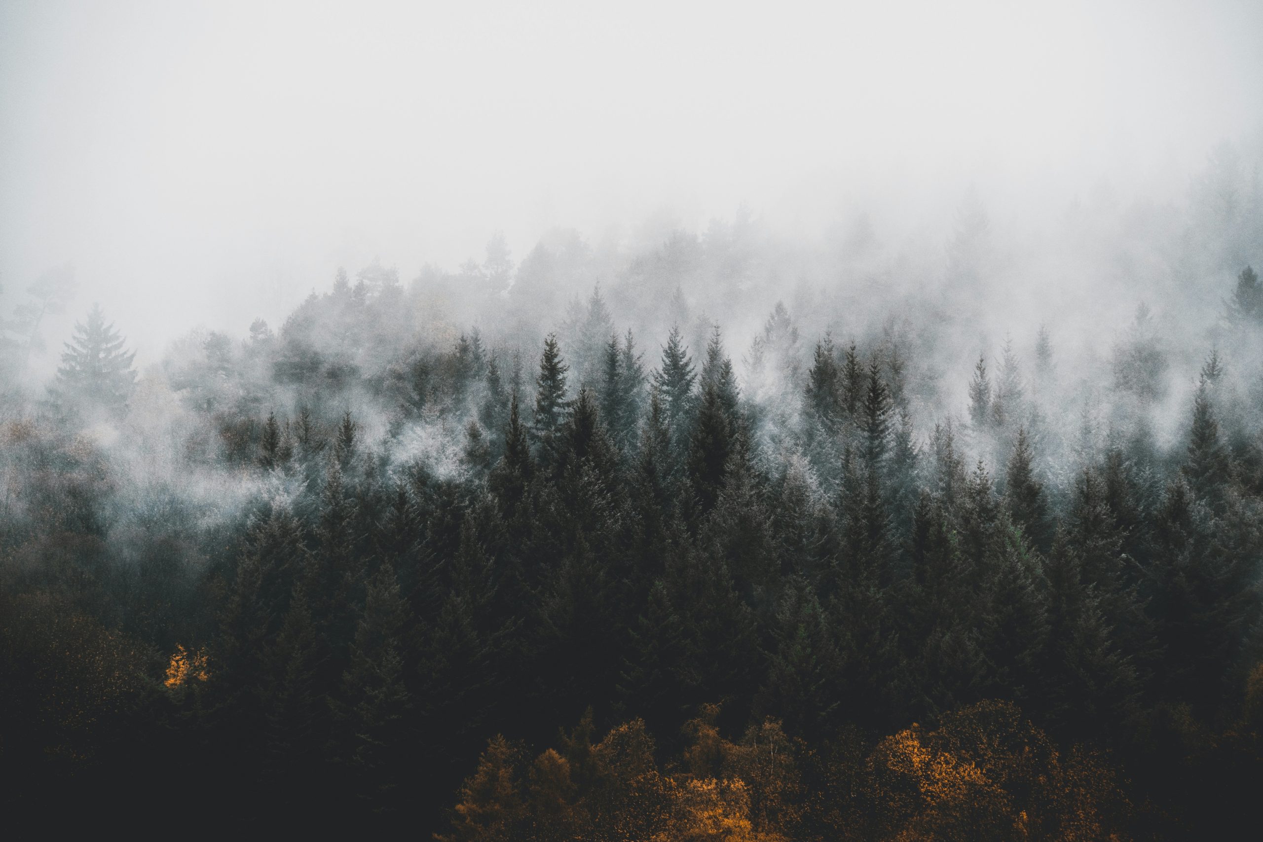 photo foret allemagne