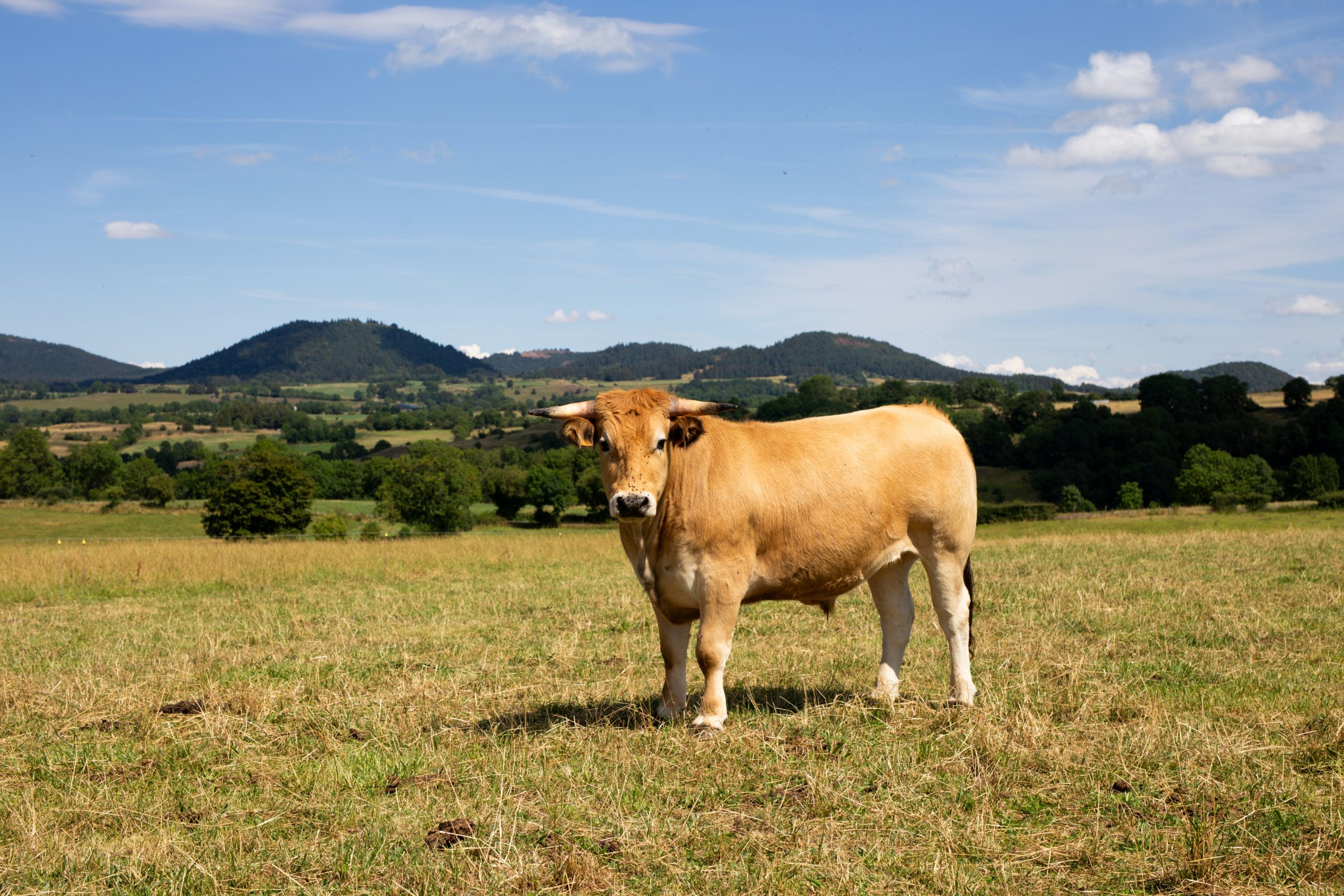 photo massif central avec vache